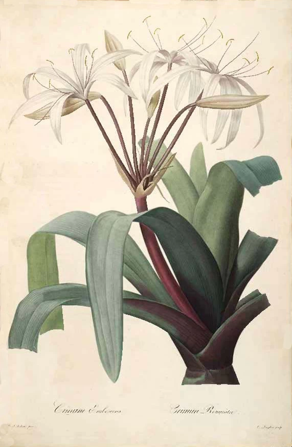 Crinum erubescens